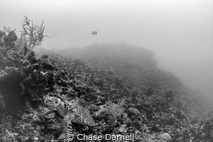 "Solo Turtle"
A good sized Hawksbill claims his spot alo... by Chase Darnell 